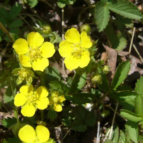 ミツバツチグリ