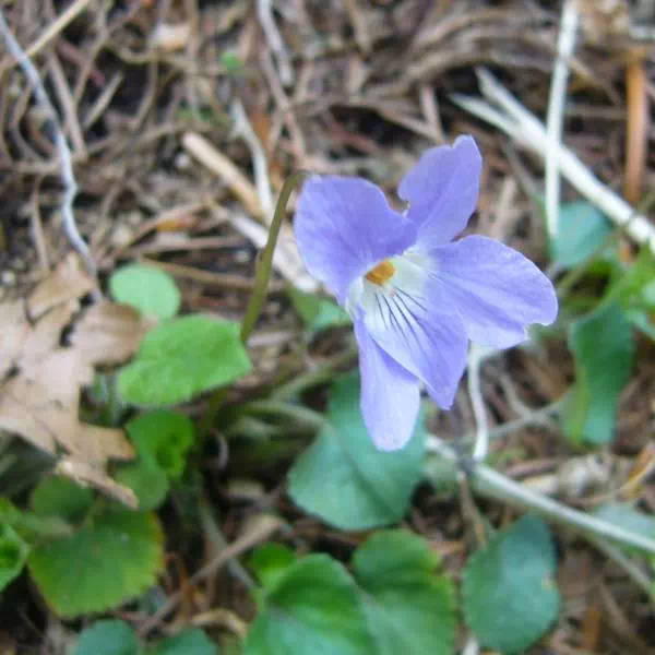 タチツボスミレ