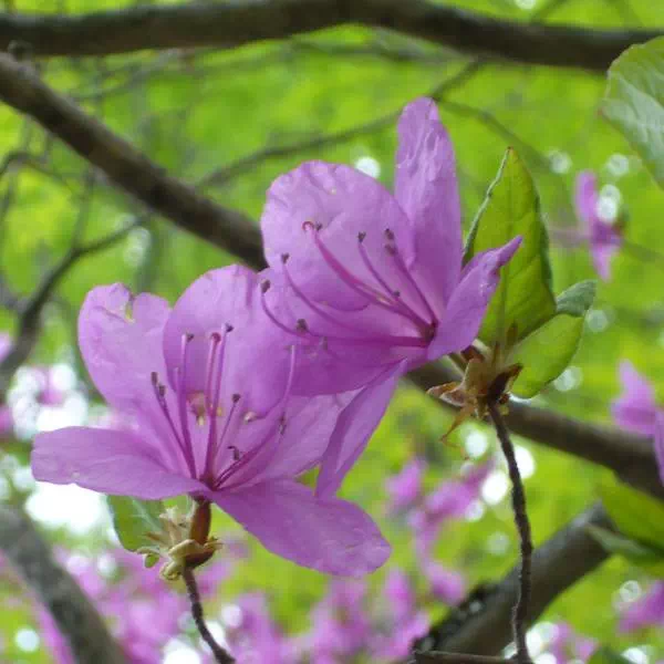 トウゴクミツバツツジ