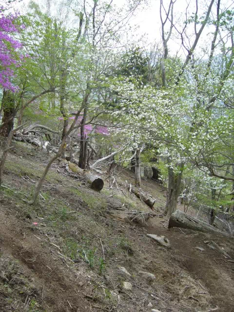 つつじ咲く下り