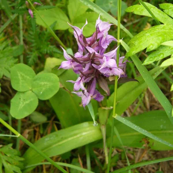 ハクサンチドリ