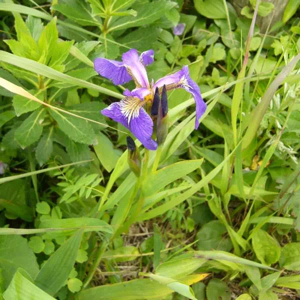 ヒオウギアヤメ