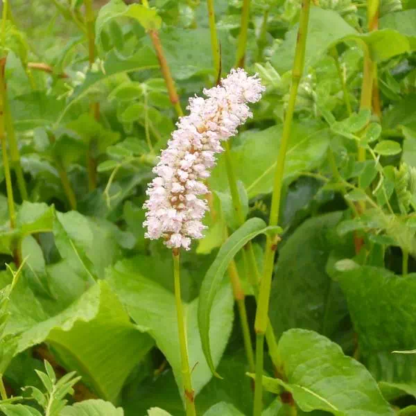 イブキトラノオ