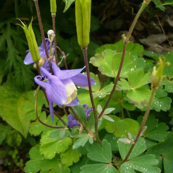 ミヤマオダマキ