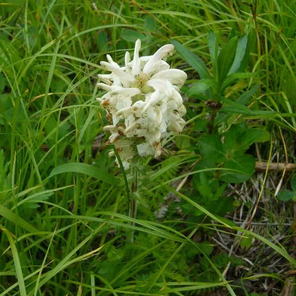 ネムロシオガマ