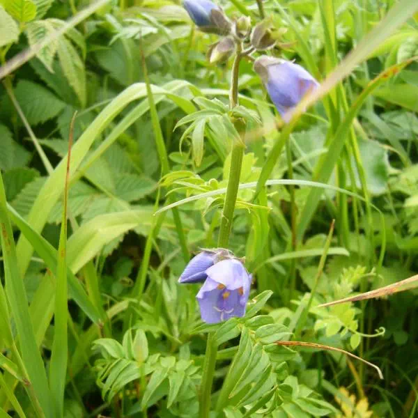 レブンハナシノブ