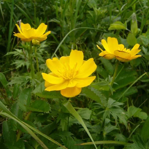 レブンキンバイソウ