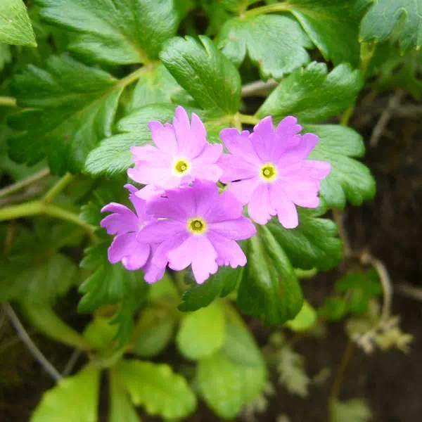 レブンコザクラ