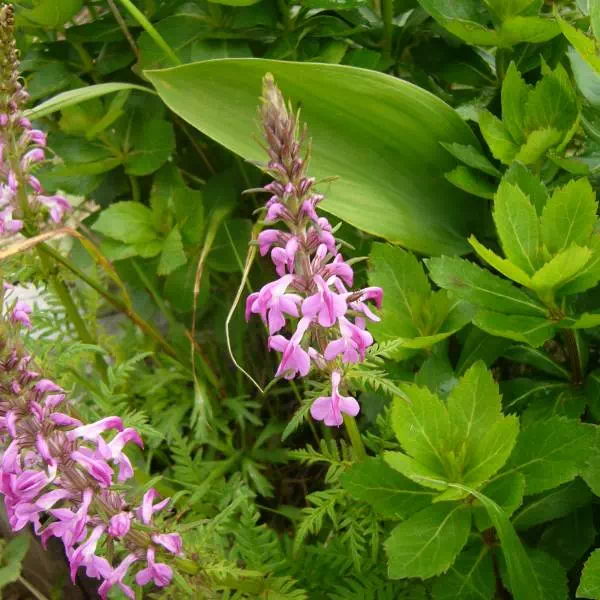 レブンシオガマ