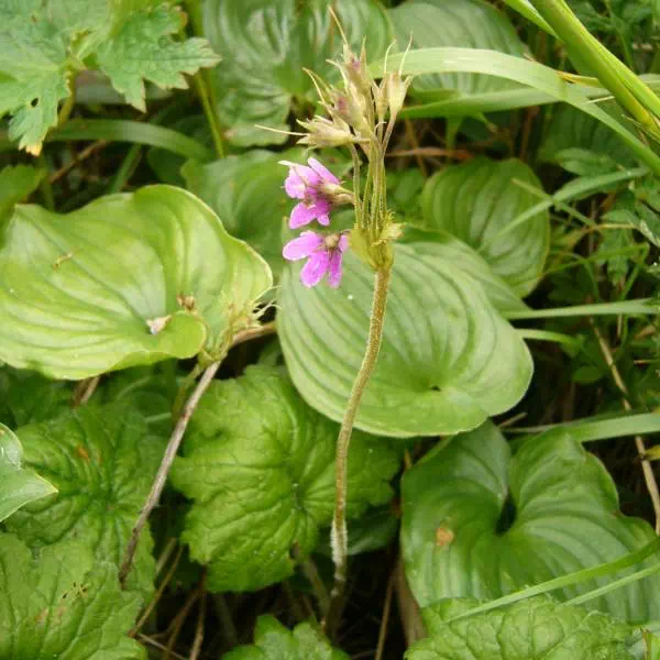 サクラソウモドキ