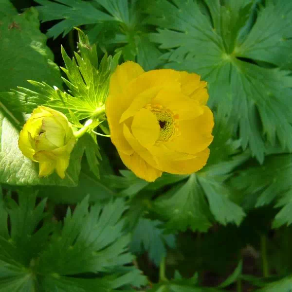 ボタンキンバイ