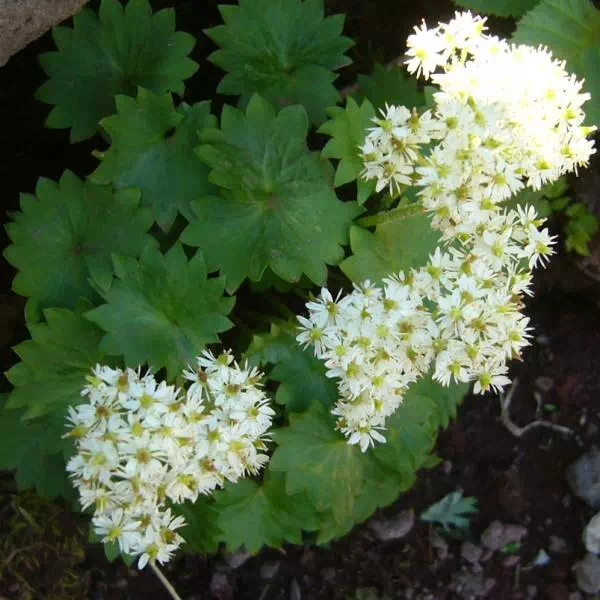 チシマイワブキ