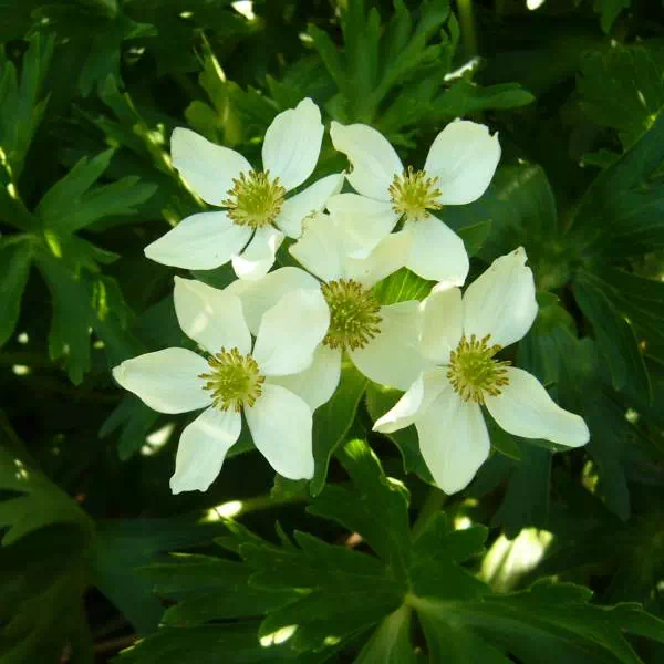 エゾノハクサンイチゲ