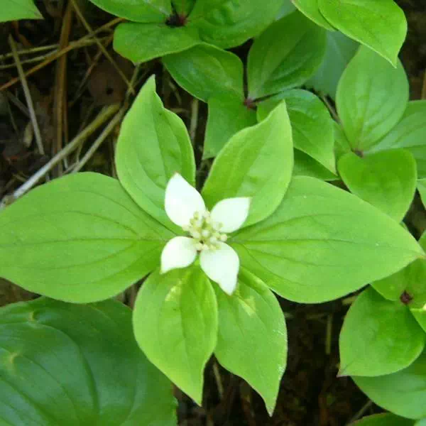 ゴゼンタチバナ