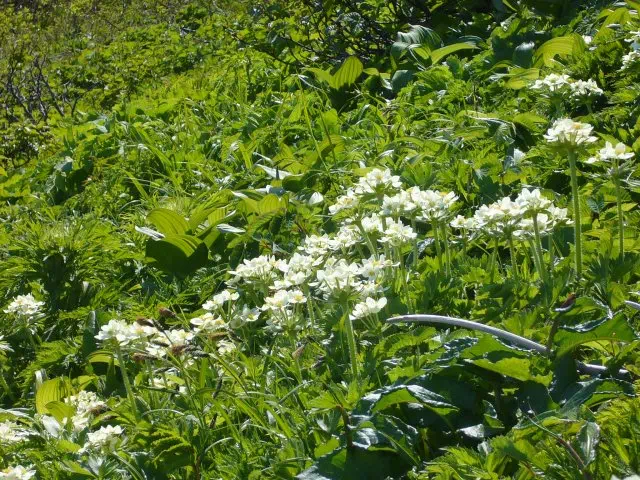 エゾノハクサンイチゲ群落