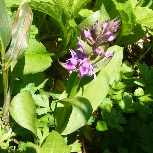 ハクサンチドリ