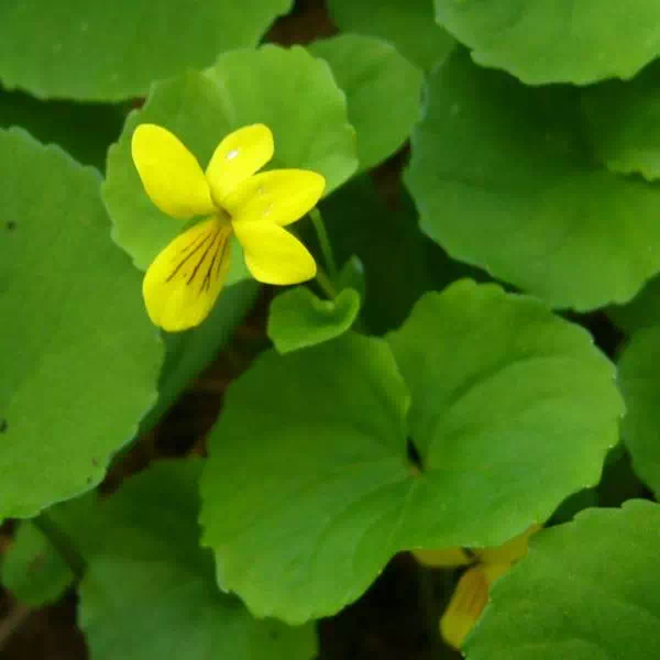 キバナノコマノツメ