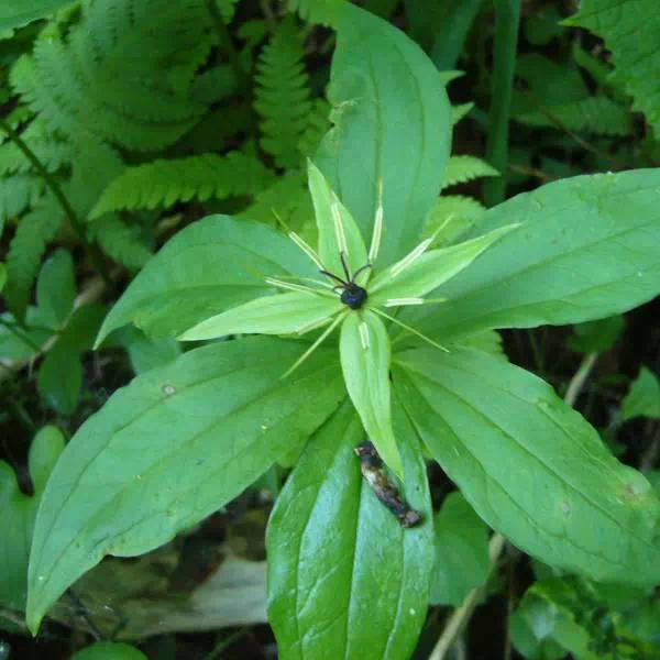 クルマバツクバネソウ