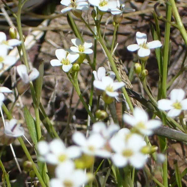 ミヤマハタザオ