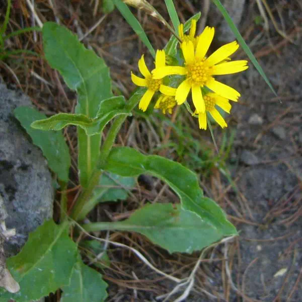 ミヤマオグルマ