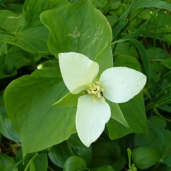 オオバナノエンレイソウ