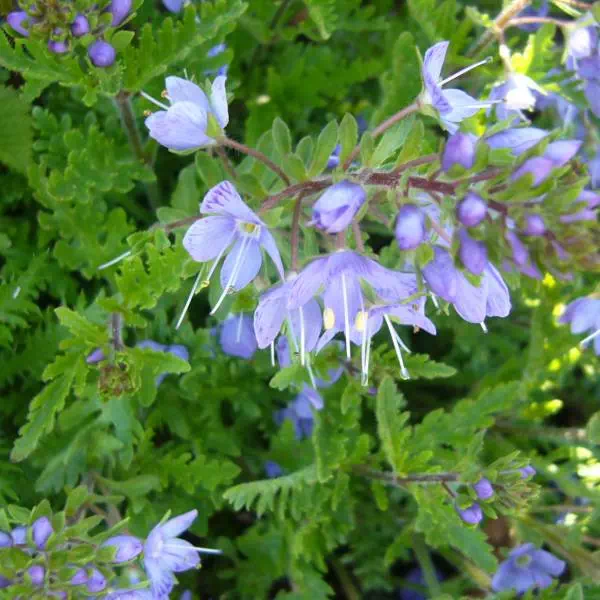 シラゲキクバクワガタ