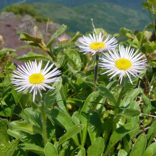 シロバナミヤマアヅマギク