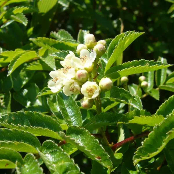 タカネナナカマド
