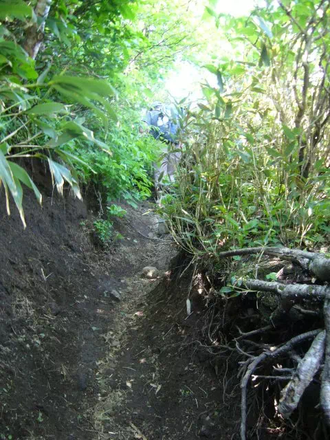トンネル状の道