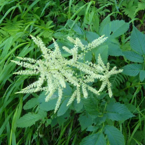 ヤマブキショウマ