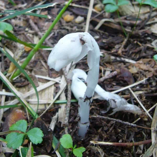 ギンリョウソウ