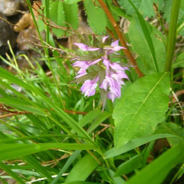 ハクサンチドリ