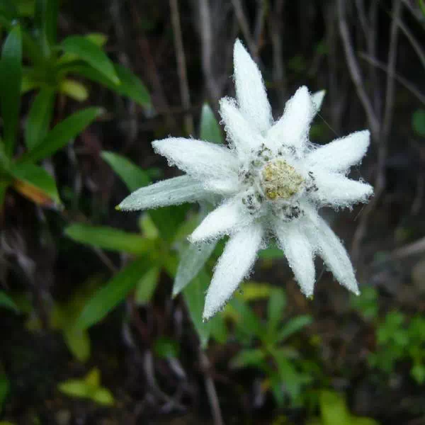 ハヤチネウスユキソウ