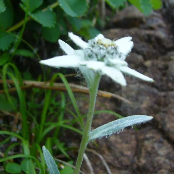 ハヤチネウスユキソウ