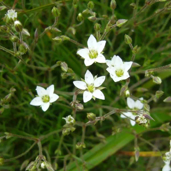 ホソバツメクサ