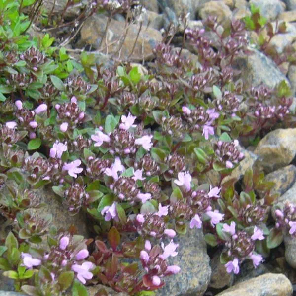 イブキジャコウソウ