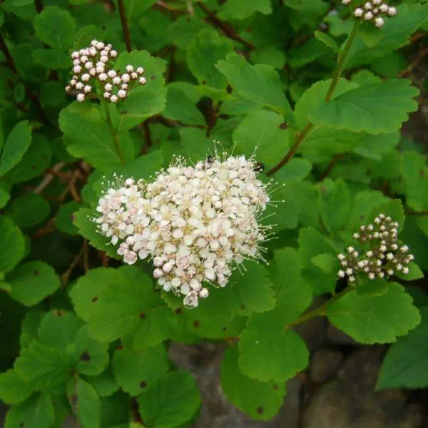 マルバシモツケ