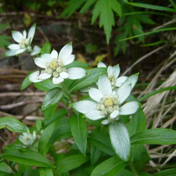 ミネウスユキソウ