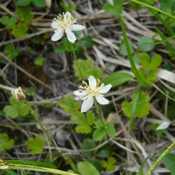 ミツバオウレン