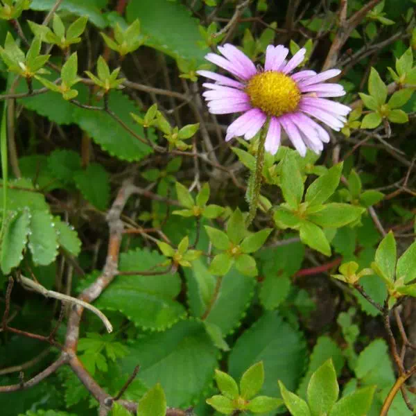 ミヤマアズマギク