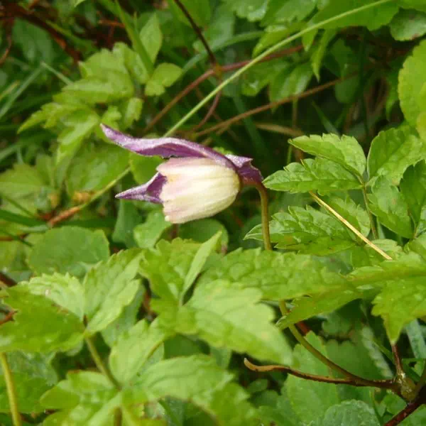 ミヤマハンショウヅル