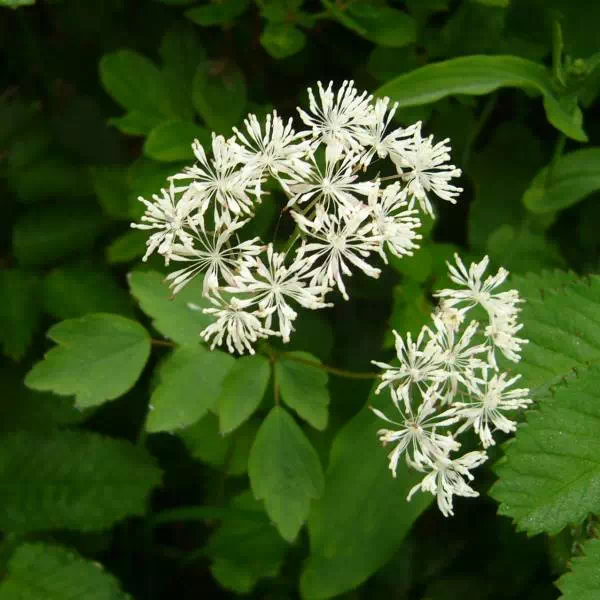 ミヤマカラマツ