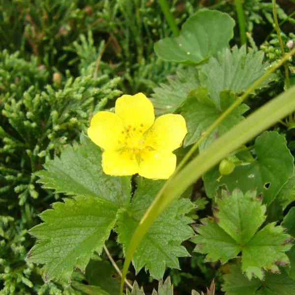 ミヤマキンバイ