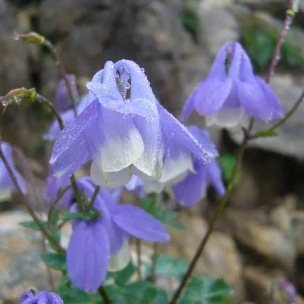 ミヤマオダマキ