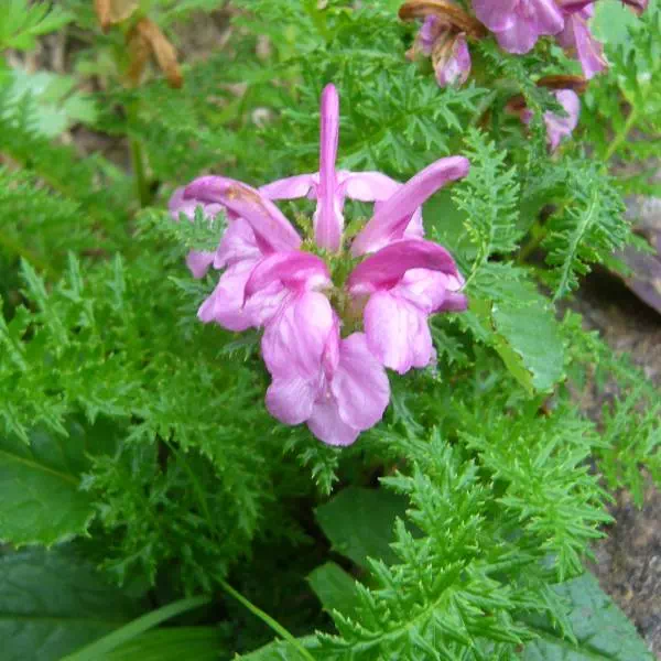 ミヤマシオガマ