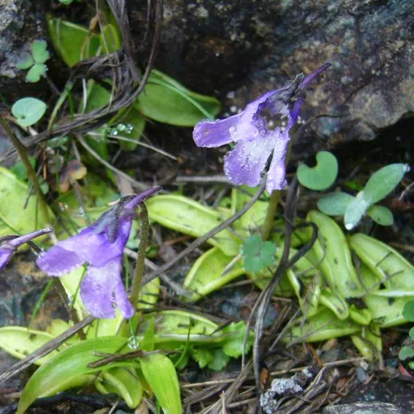 ムシトリスミレ