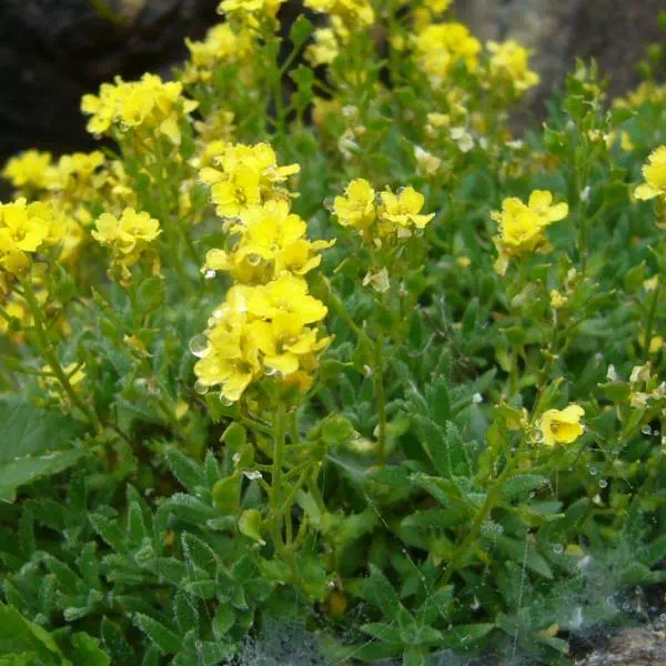 ナンブイヌナズナ