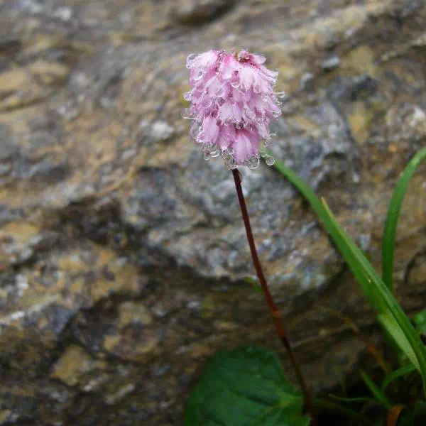 ナンブトラノオ