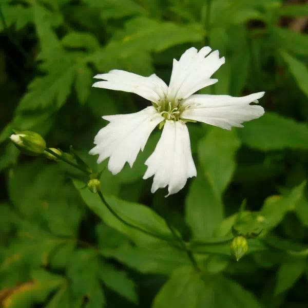 センジュガンピ