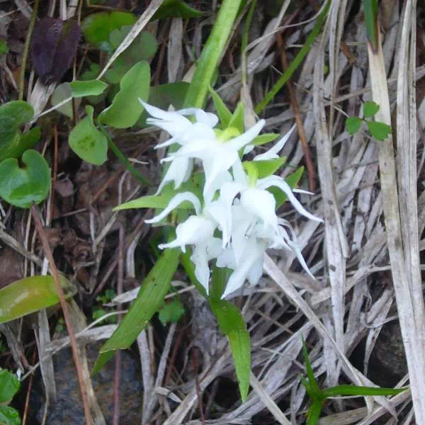 シロバナハクサンチドリ